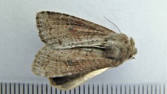 Apamea alia