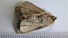 Apamea alia