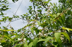 Deutzia crenata