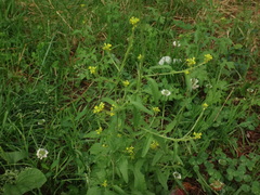 Sisymbrium officinale