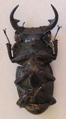 Dorcus curvidens curvidens