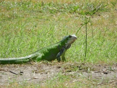 Iguana iguana