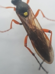 Diphyus quadripunctorius