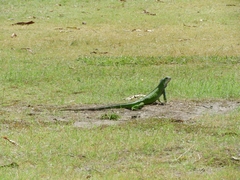 Iguana iguana