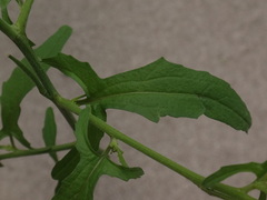 Sisymbrium officinale