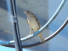 Passer domesticus