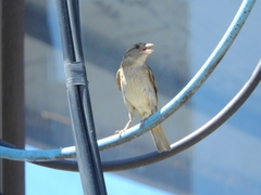 Passer domesticus
