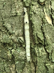 Parallelia bistriaris
