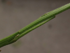 Sisymbrium officinale