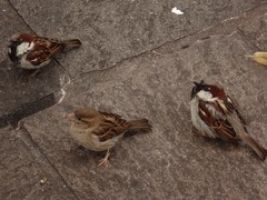Passer domesticus