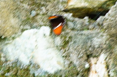 Siproeta epaphus epaphus