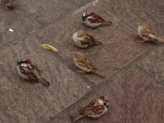 Passer domesticus