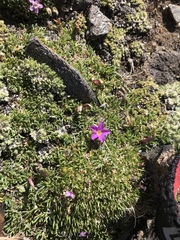 Primula angustifolia