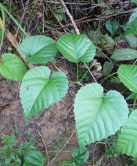 Cissus glaucophylla