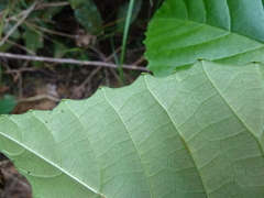 Cissus glaucophylla