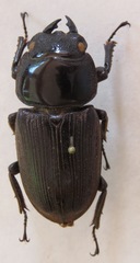 Dorcus curvidens curvidens