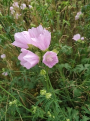 Malva excisa