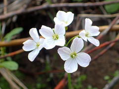 Cardamine polemonioides
