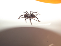 Ischnothele annulata