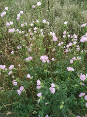 Malva excisa