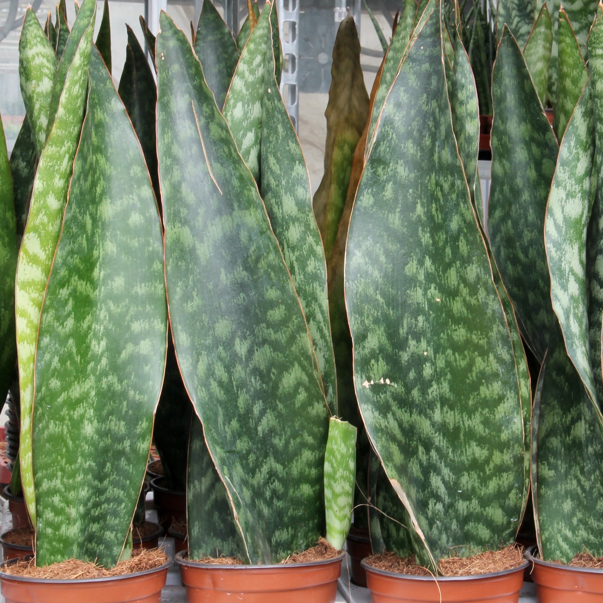 Sansevieria aubrytiana  iNaturalist