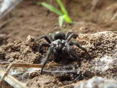 Ischnothele annulata