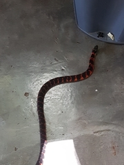 Erythrolamprus epinephalus pseudocobella