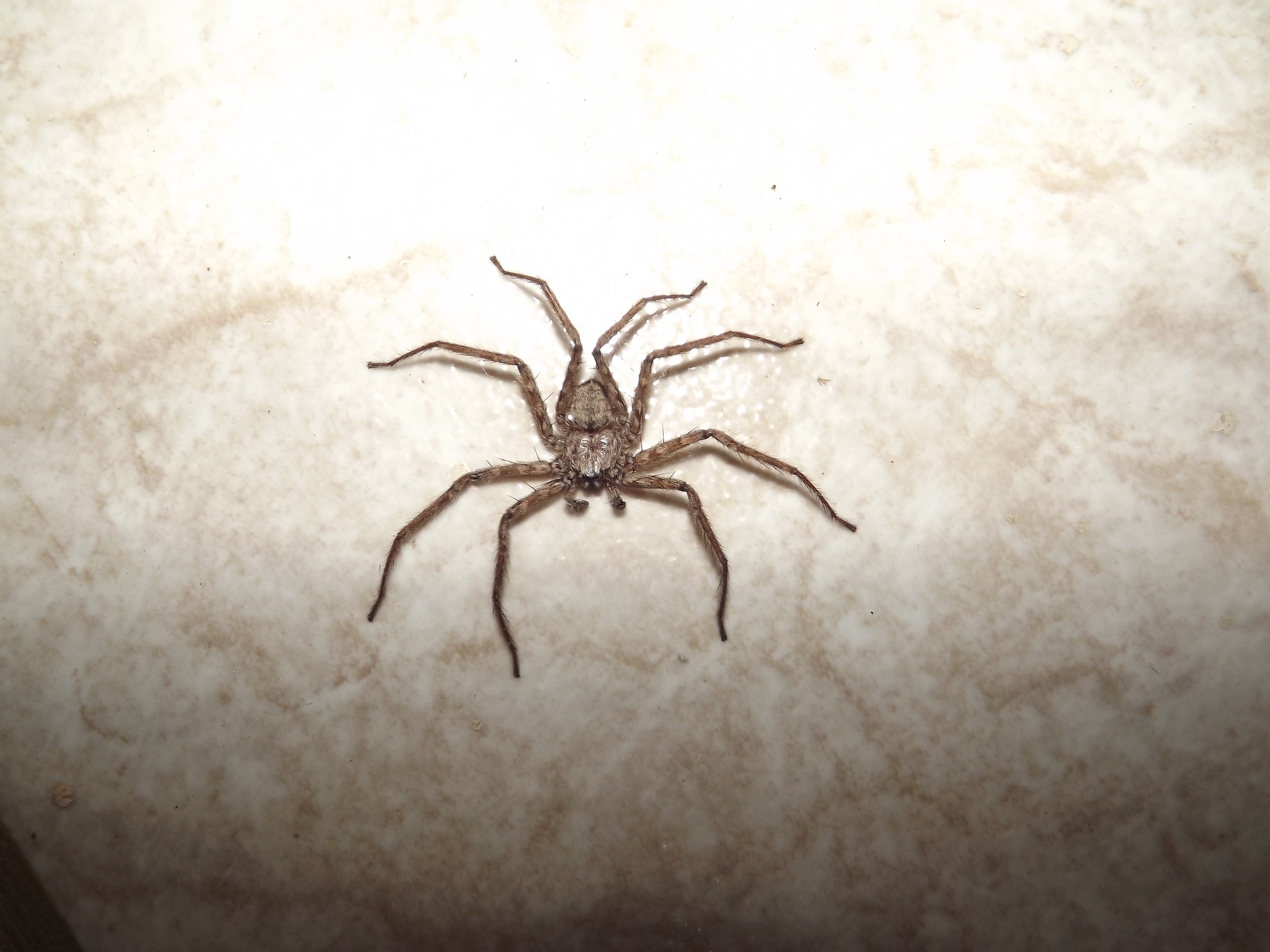 Selenops cocheleti Simon, 1880