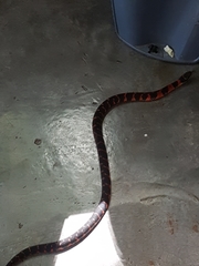 Erythrolamprus epinephalus pseudocobella