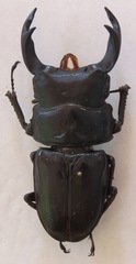 Dorcus hopei binodulosus