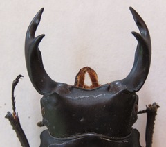 Dorcus hopei binodulosus