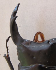 Dorcus hopei binodulosus