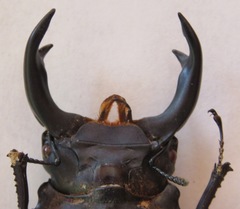 Dorcus hopei binodulosus