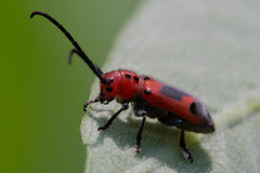 Tetraopes melanurus