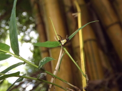 Micrathena plana
