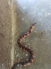 Erythrolamprus epinephalus pseudocobella