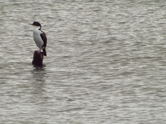 Leucocarbo atriceps albiventer