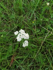 Achillea millefolium