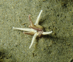 Halcampa decemtentaculata