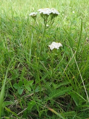 Achillea millefolium