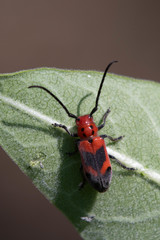 Tetraopes melanurus