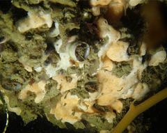 Didemnum carnulentum