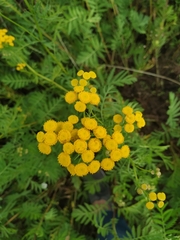 Tanacetum vulgare