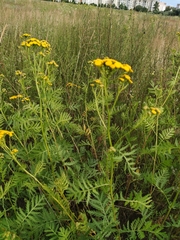 Tanacetum vulgare