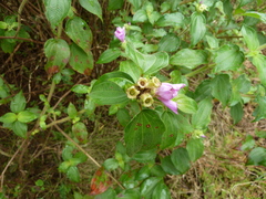 Melastomastrum afzelii