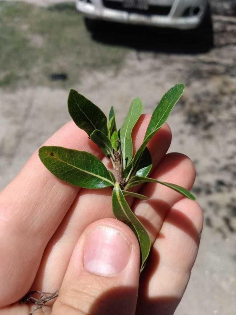 Terminalia triflora
