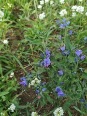Echium vulgare