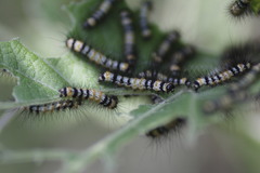 Dysschema leucophaea