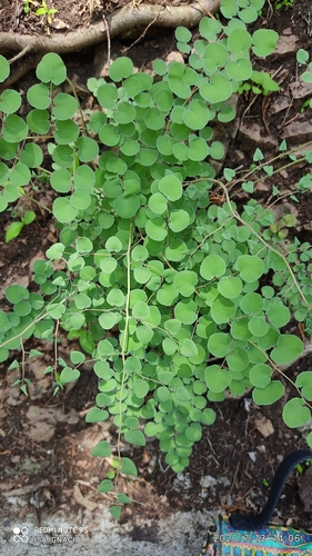 heartleaf cliffbrake