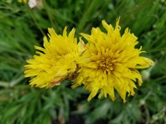 Microseris laciniata